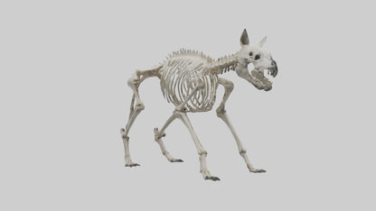 3D model Hyena Skeleton model VR / AR / low-poly