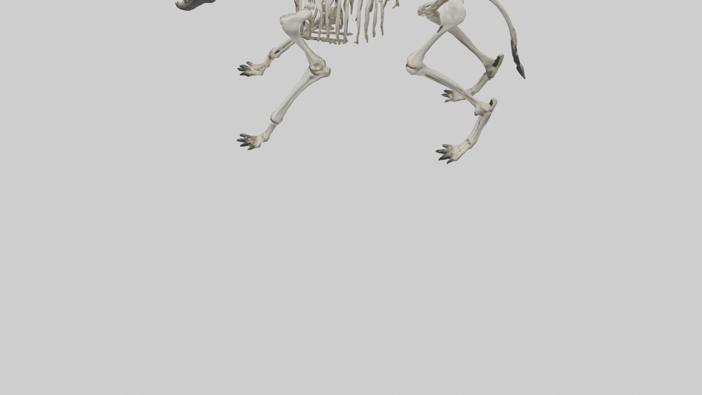 3D model Hyena Skeleton model VR / AR / low-poly