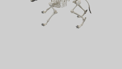 3D model Hyena Skeleton model VR / AR / low-poly