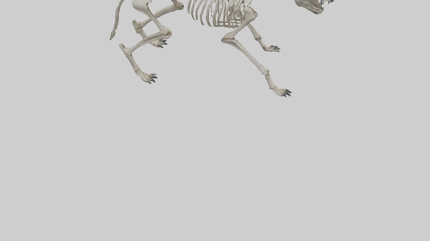 3D model Hyena Skeleton model VR / AR / low-poly