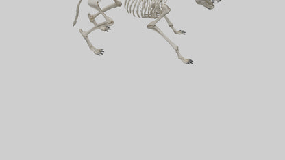 3D model Hyena Skeleton model VR / AR / low-poly