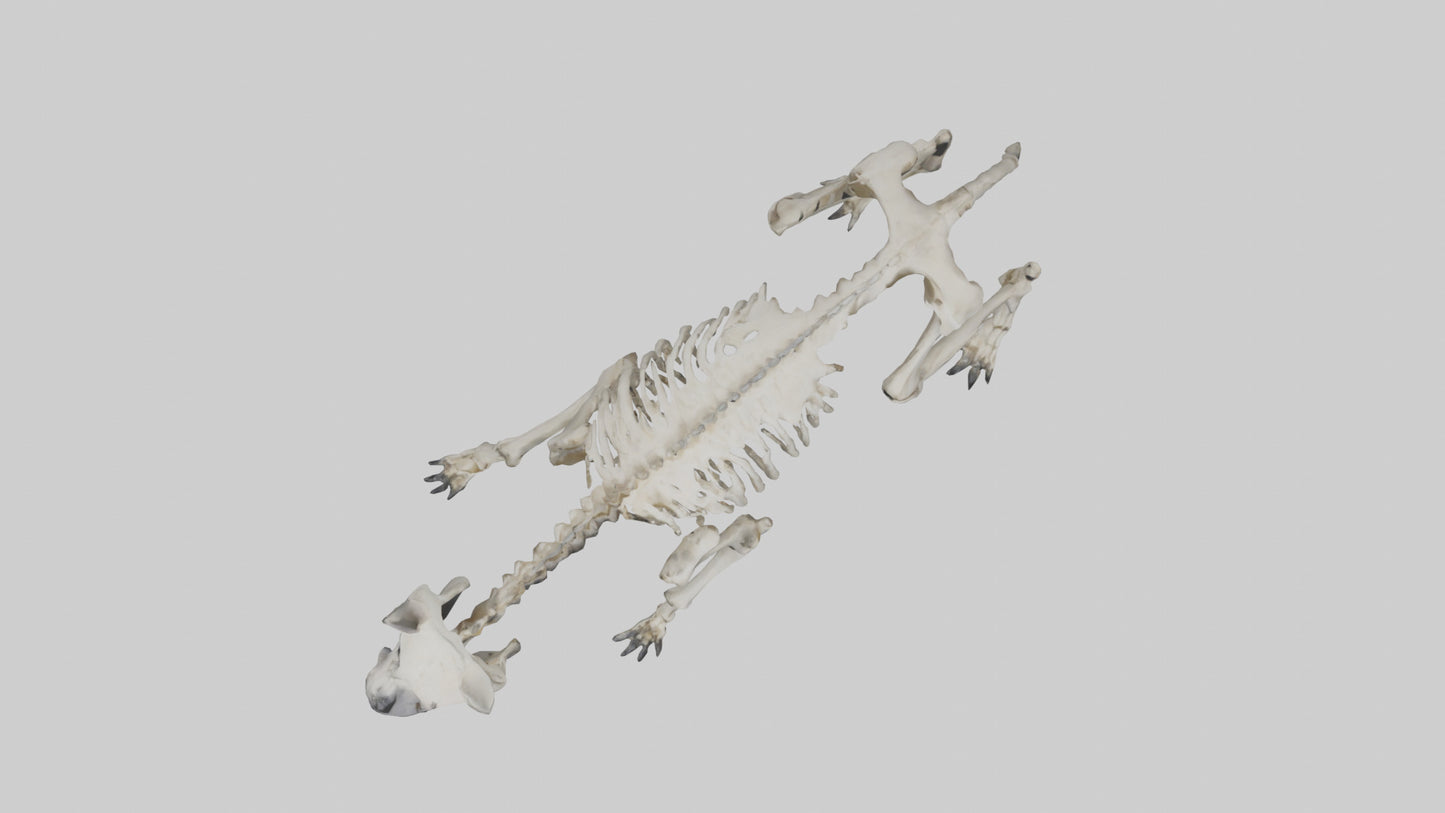 3D model Hyena Skeleton model VR / AR / low-poly