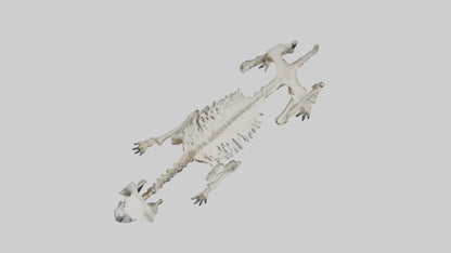 3D model Hyena Skeleton model VR / AR / low-poly