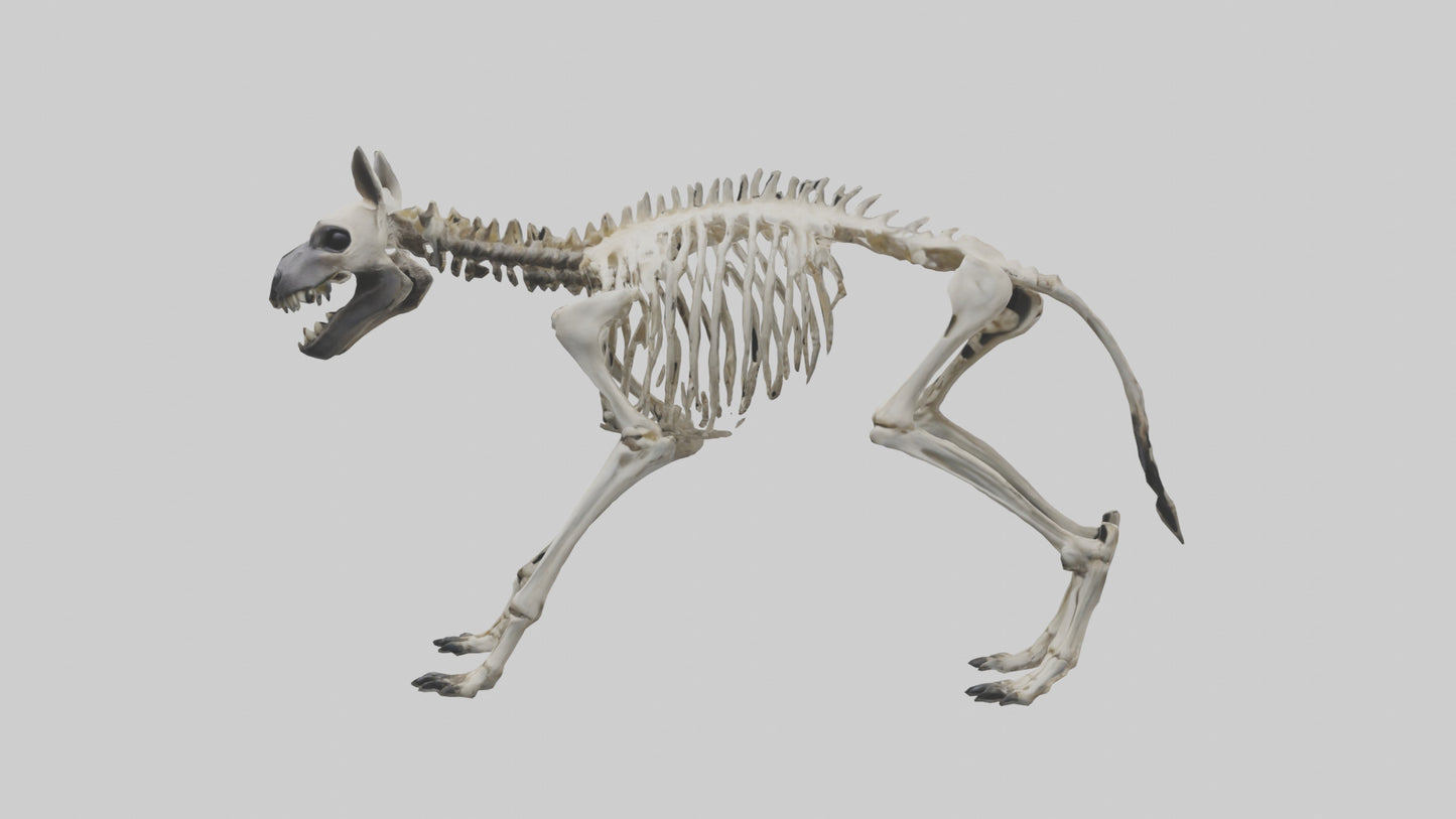 3D model Hyena Skeleton model VR / AR / low-poly