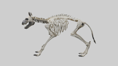 3D model Hyena Skeleton model VR / AR / low-poly