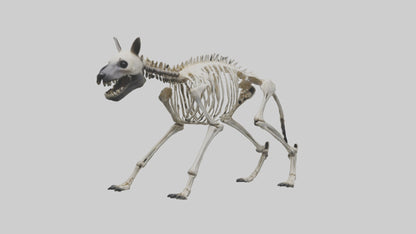 3D model Hyena Skeleton model VR / AR / low-poly