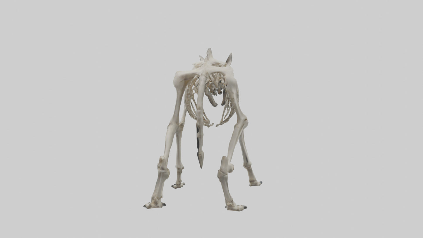 3D model Hyena Skeleton model VR / AR / low-poly