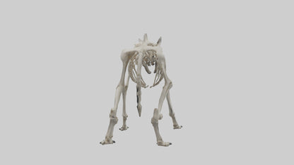 3D model Hyena Skeleton model VR / AR / low-poly