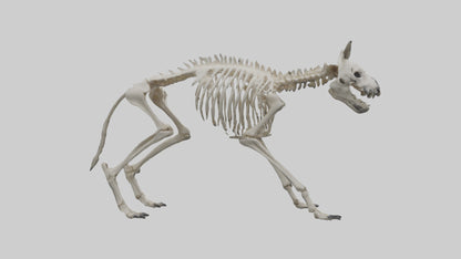 3D model Hyena Skeleton model VR / AR / low-poly