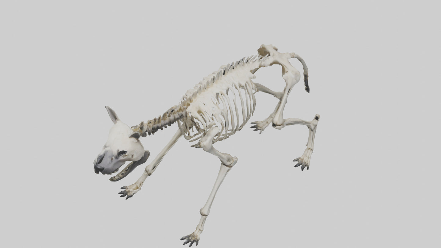 3D model Hyena Skeleton model VR / AR / low-poly