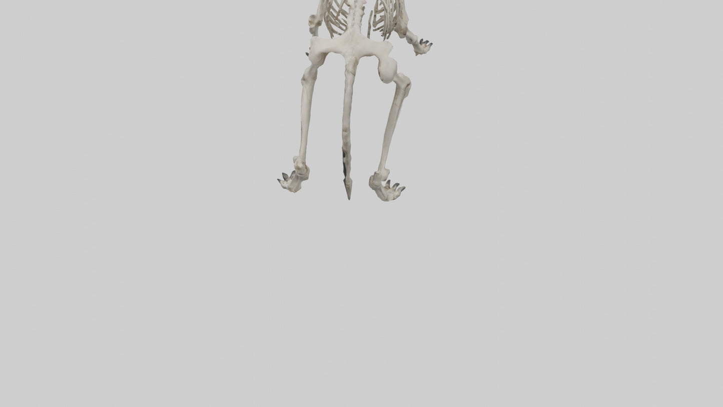 3D model Hyena Skeleton model VR / AR / low-poly