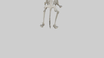 3D model Hyena Skeleton model VR / AR / low-poly