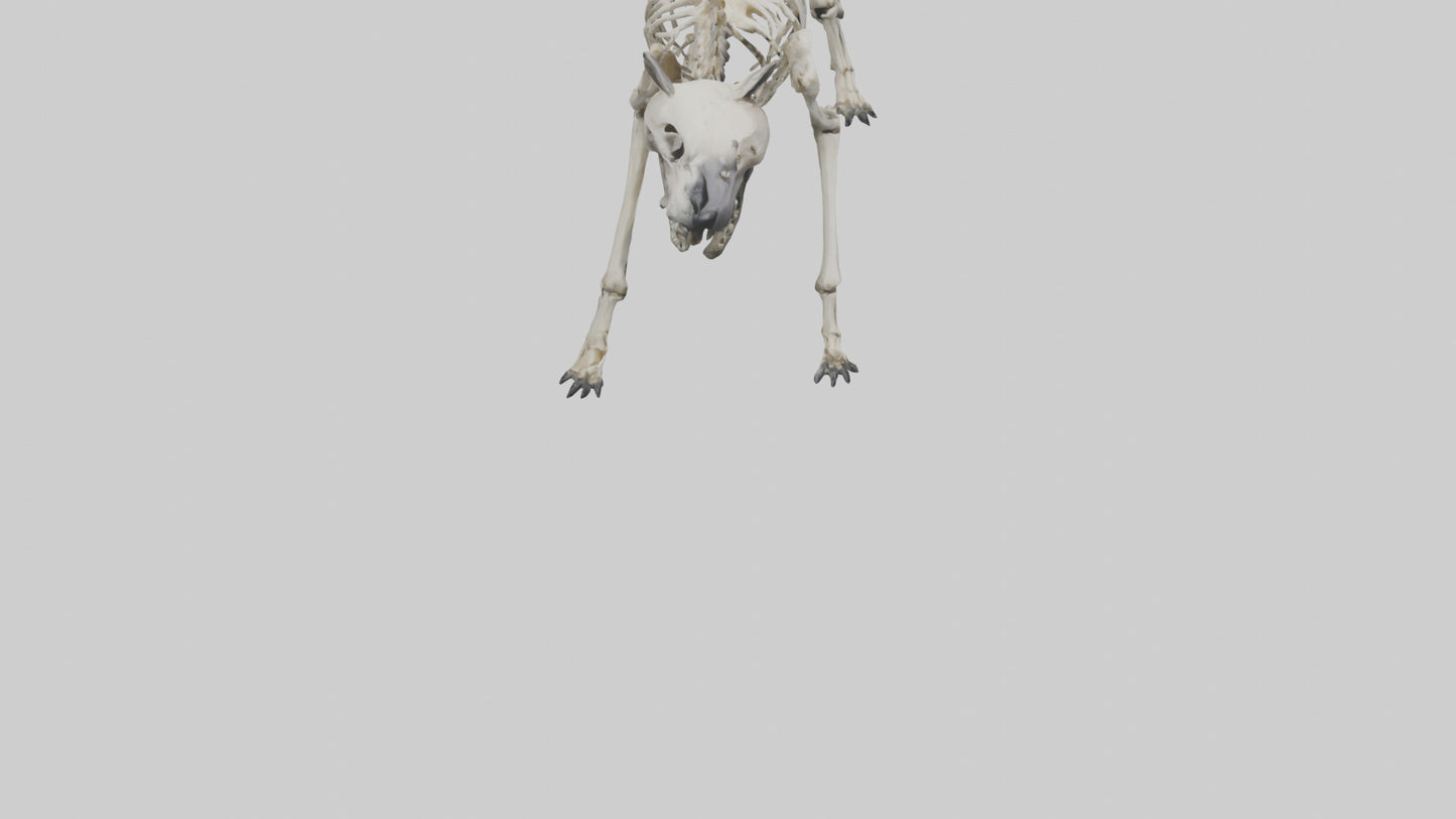 3D model Hyena Skeleton model VR / AR / low-poly