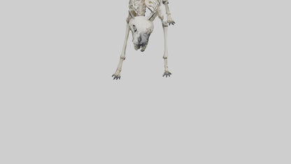 3D model Hyena Skeleton model VR / AR / low-poly
