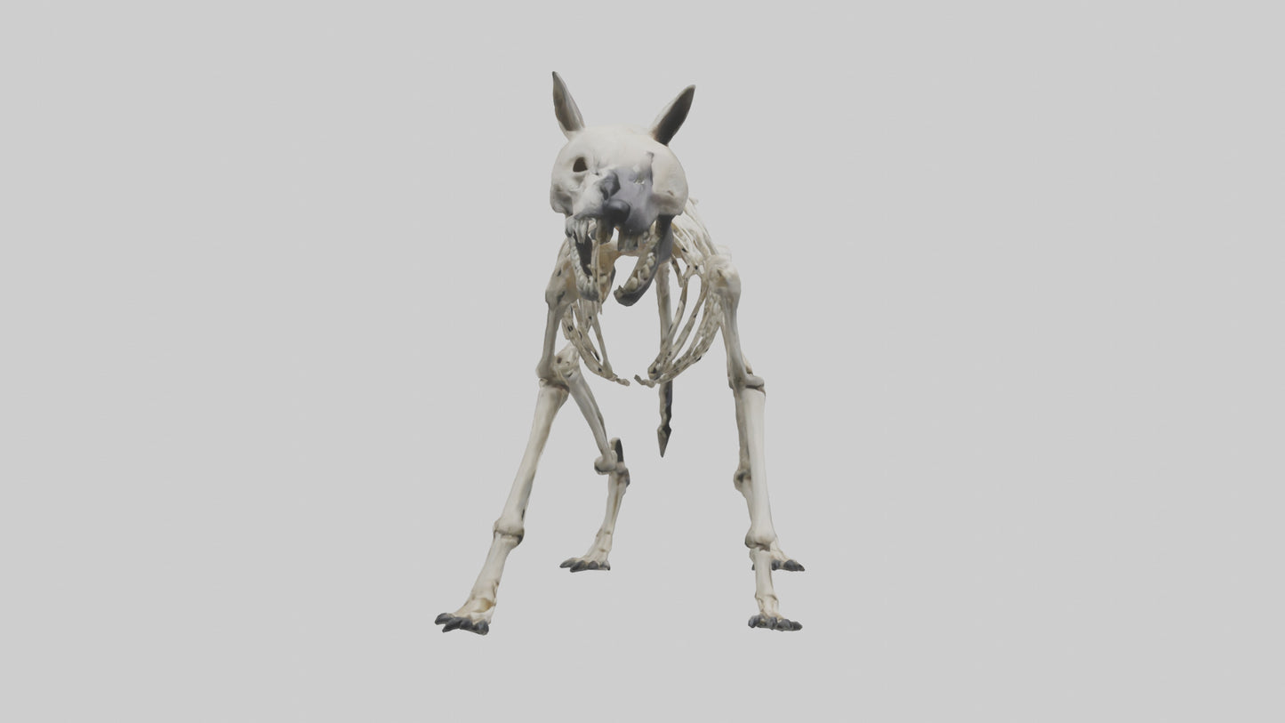 3D model Hyena Skeleton model VR / AR / low-poly