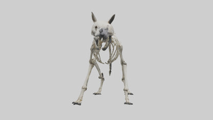 3D model Hyena Skeleton model VR / AR / low-poly
