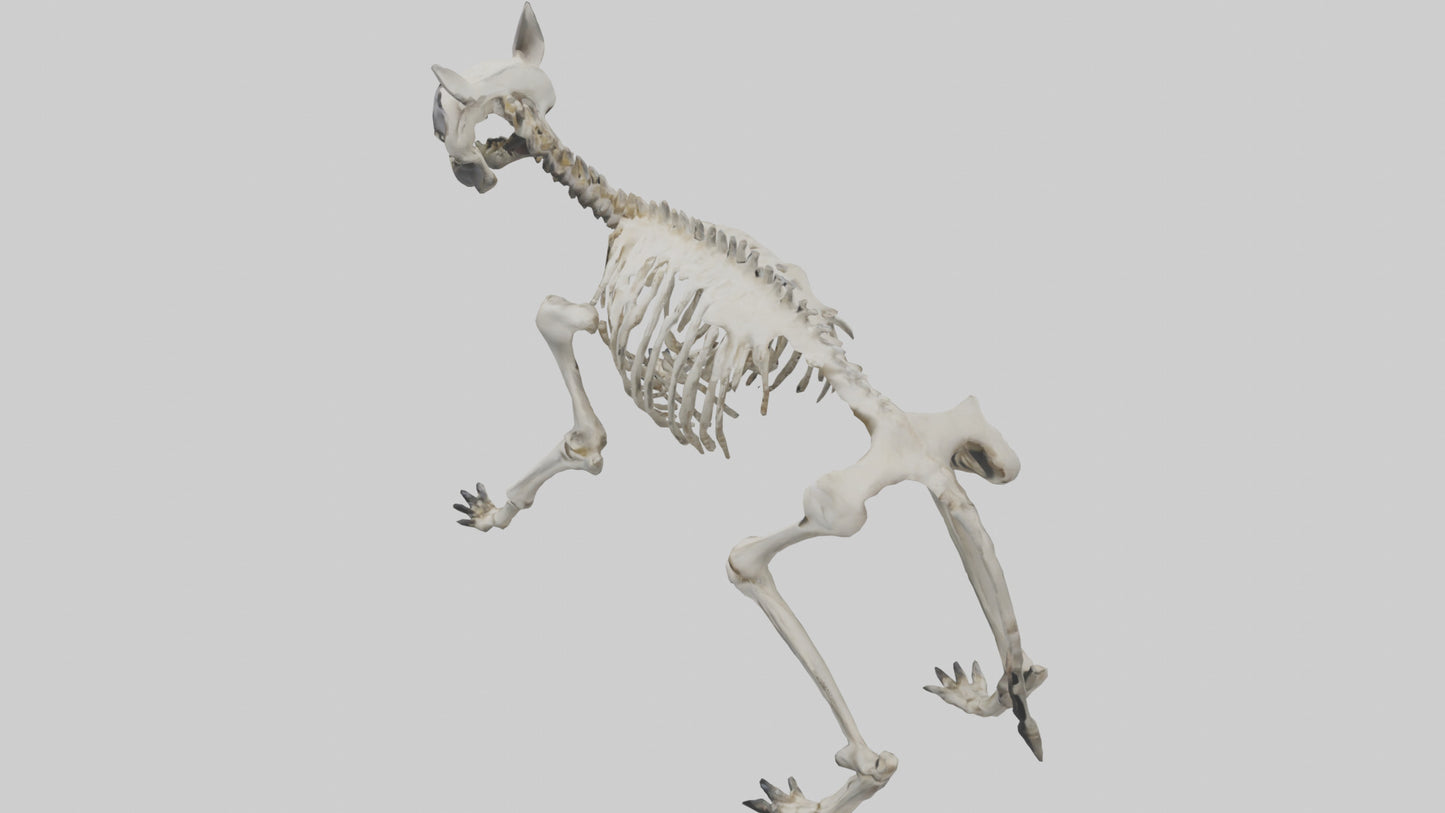 3D model Hyena Skeleton model VR / AR / low-poly