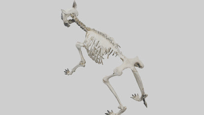3D model Hyena Skeleton model VR / AR / low-poly