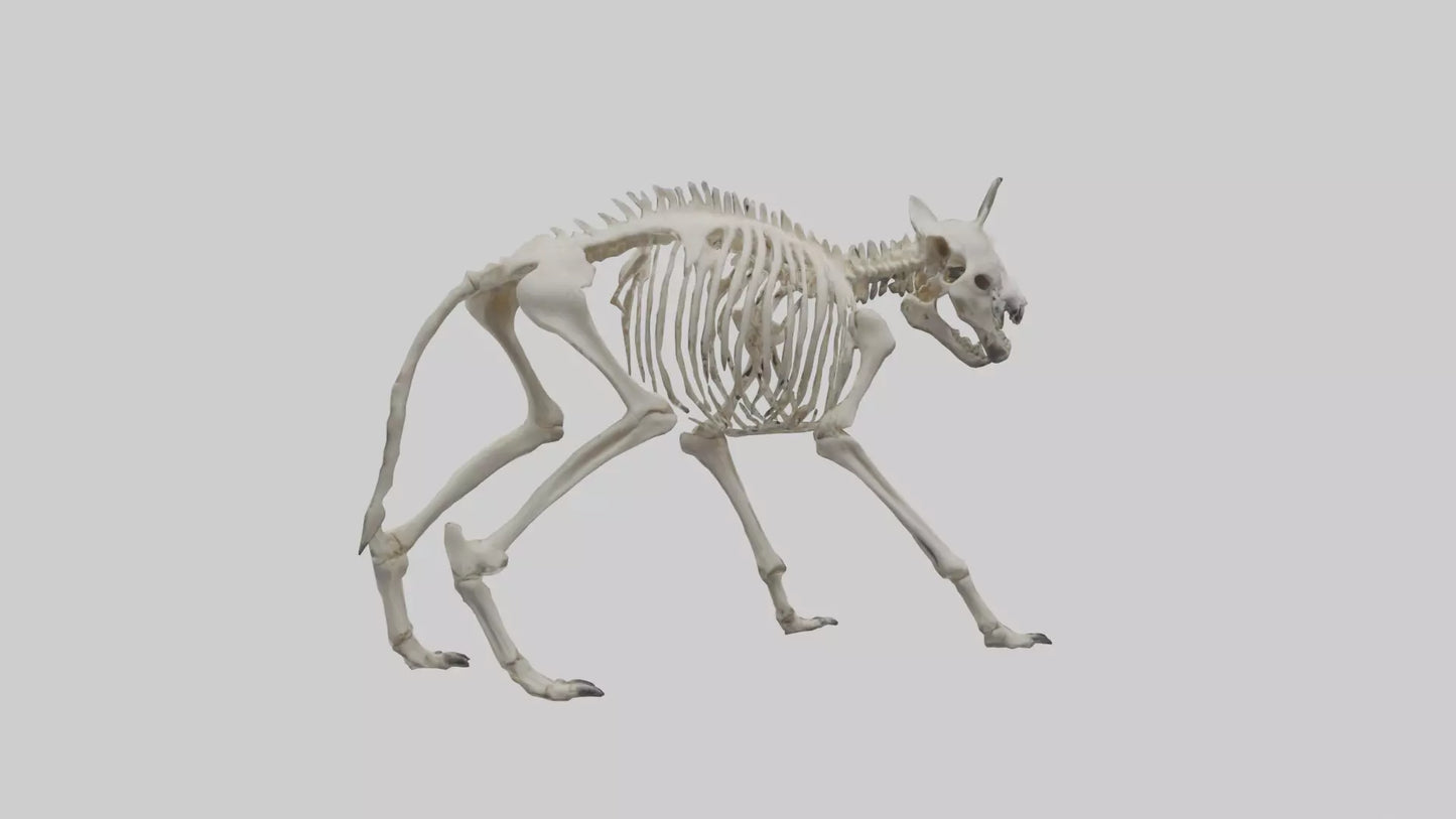 3D model Hyena Skeleton model VR / AR / low-poly