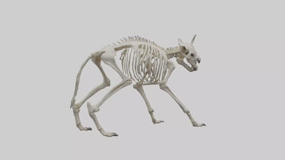 3D model Hyena Skeleton model VR / AR / low-poly
