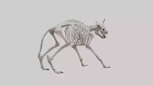 3D model Hyena Skeleton model VR / AR / low-poly