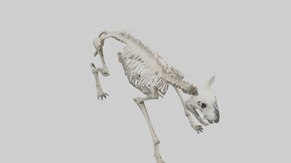 3D model Hyena Skeleton model VR / AR / low-poly