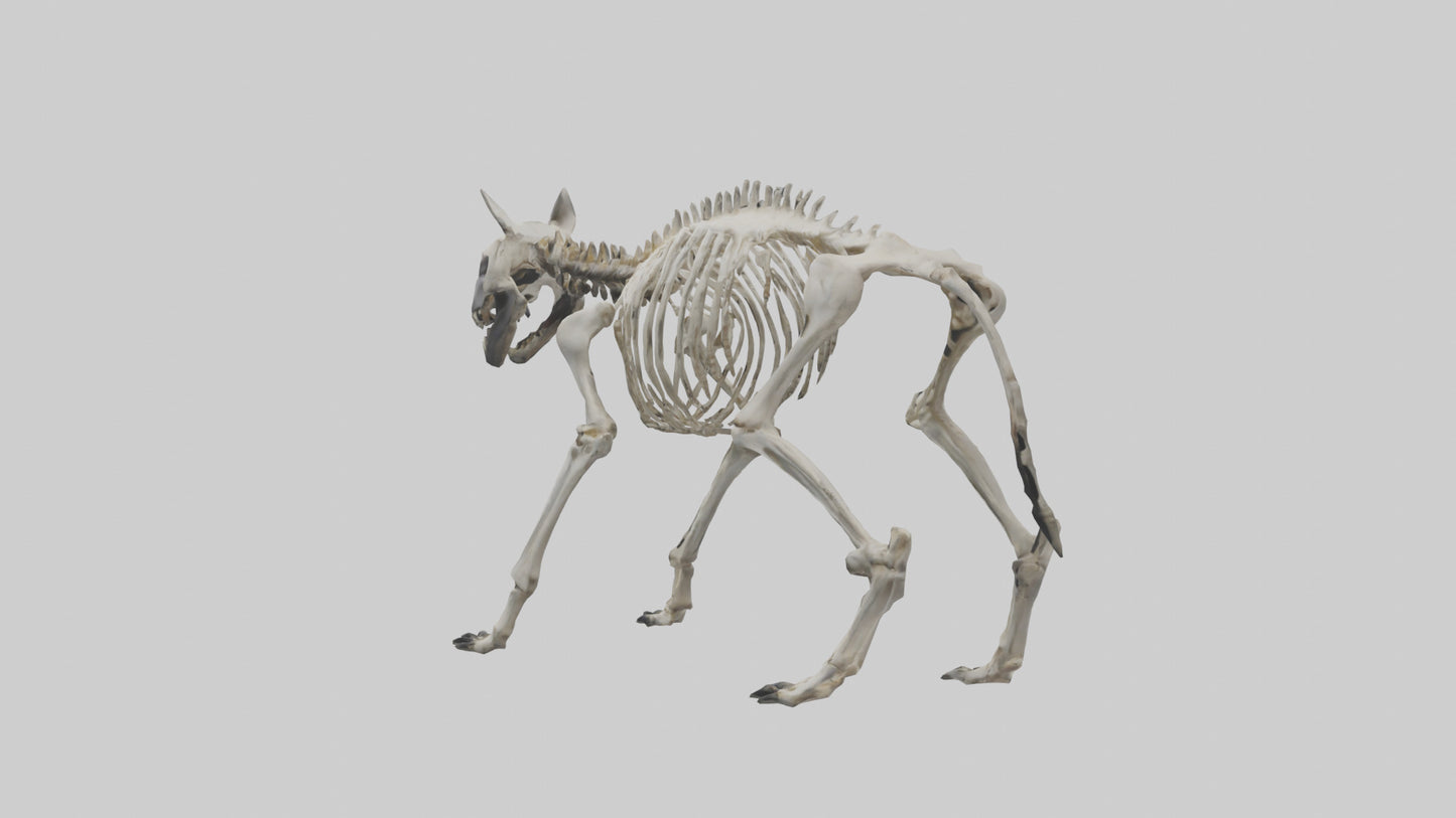 3D model Hyena Skeleton model VR / AR / low-poly