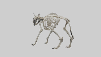 3D model Hyena Skeleton model VR / AR / low-poly