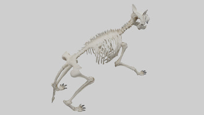 3D model Hyena Skeleton model VR / AR / low-poly