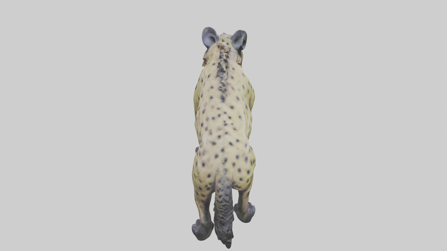 3D model Hyena statue model VR / AR / low-poly