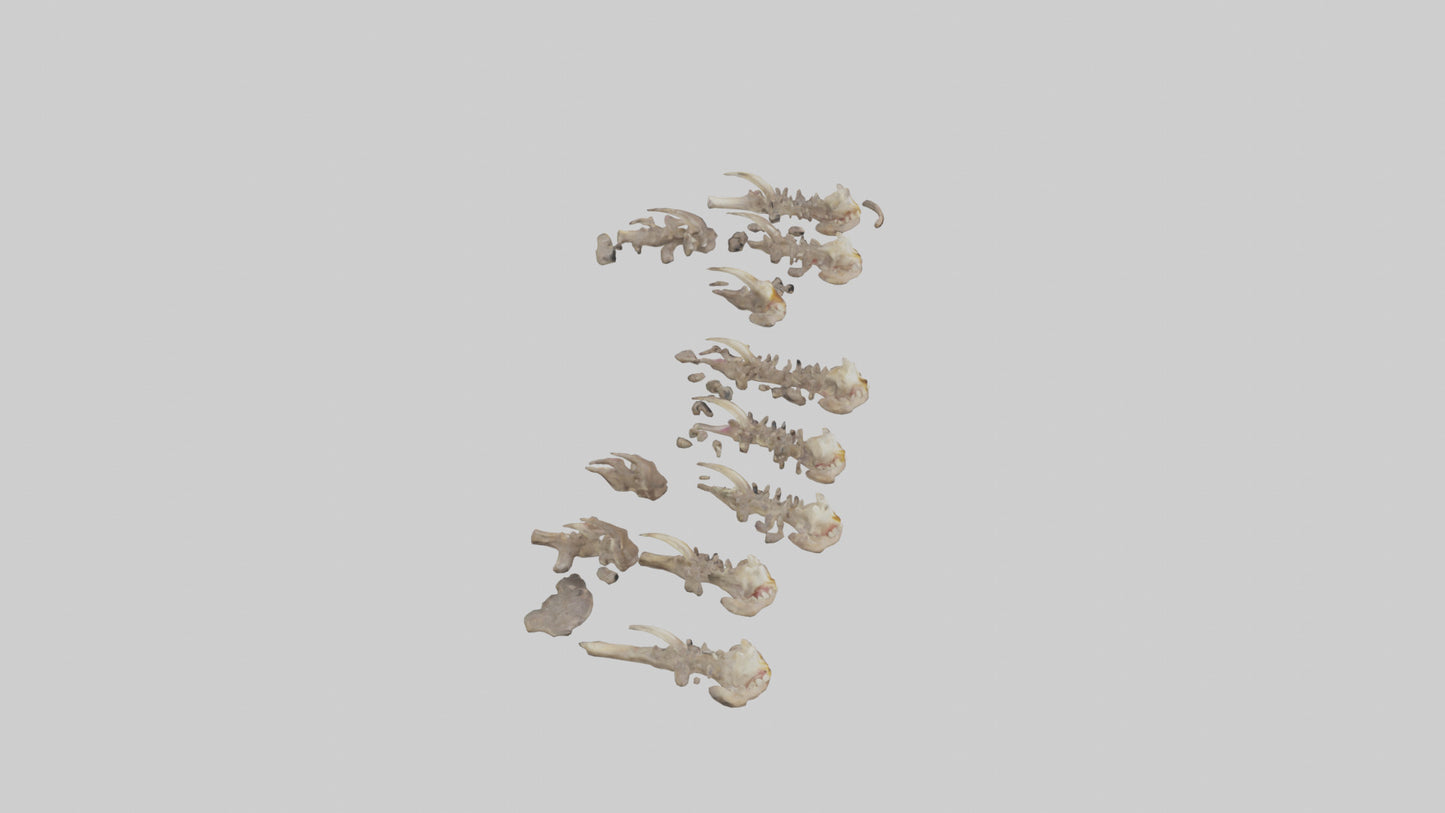 3D model Hyena Teeth Model VR / AR / low-poly