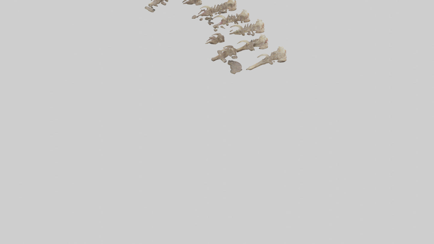 3D model Hyena Teeth Model VR / AR / low-poly