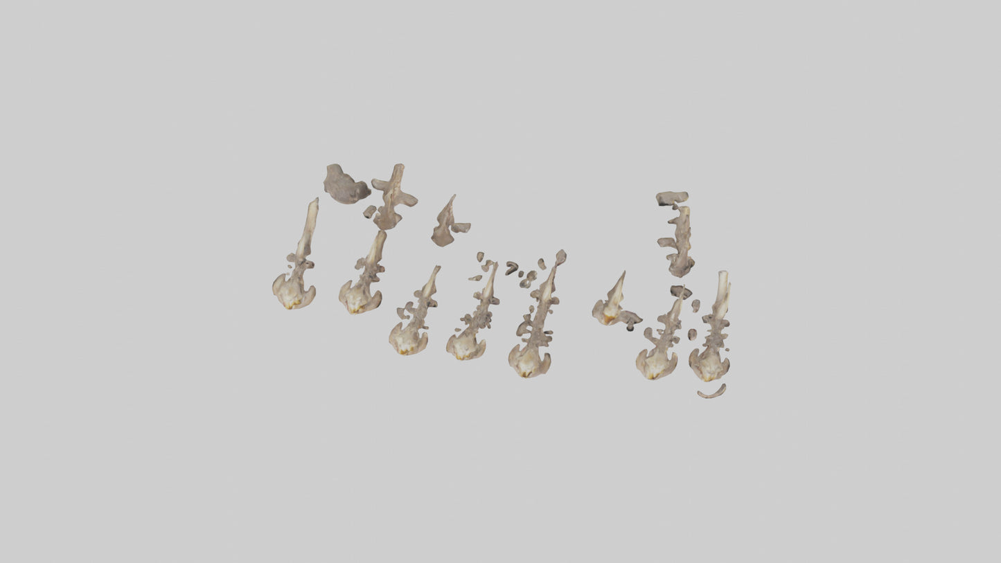 3D model Hyena Teeth Model VR / AR / low-poly