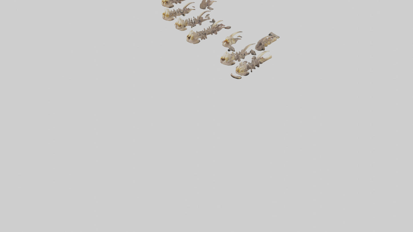 3D model Hyena Teeth Model VR / AR / low-poly