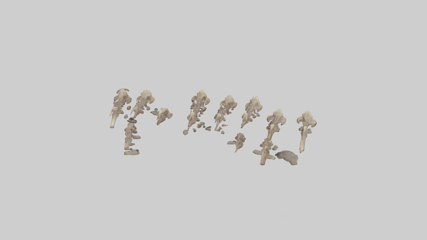 3D model Hyena Teeth Model VR / AR / low-poly