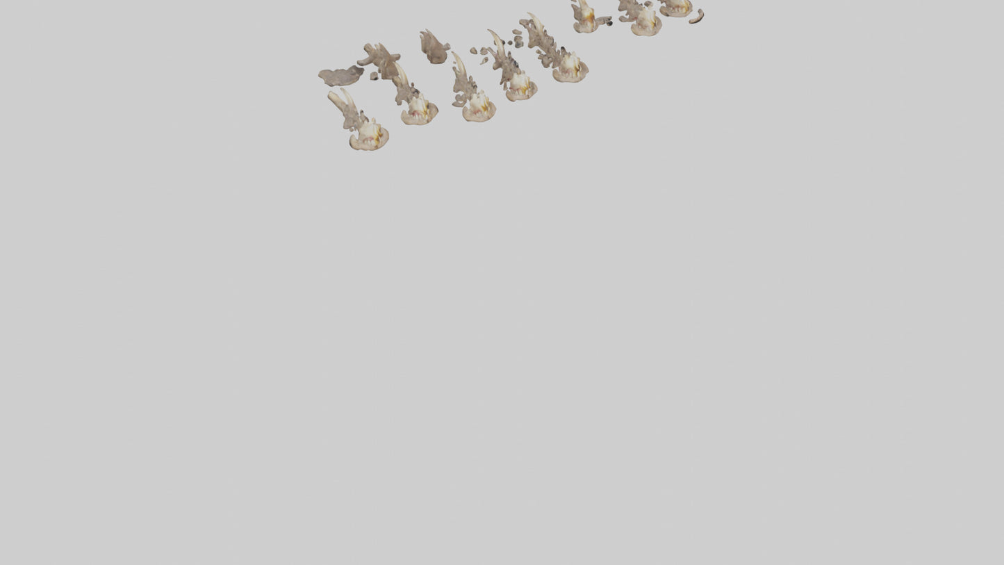 3D model Hyena Teeth Model VR / AR / low-poly