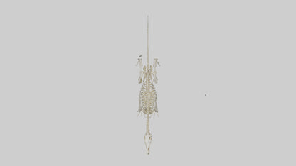 3D model Hypsilophodon Skeleton model VR / AR / low-poly