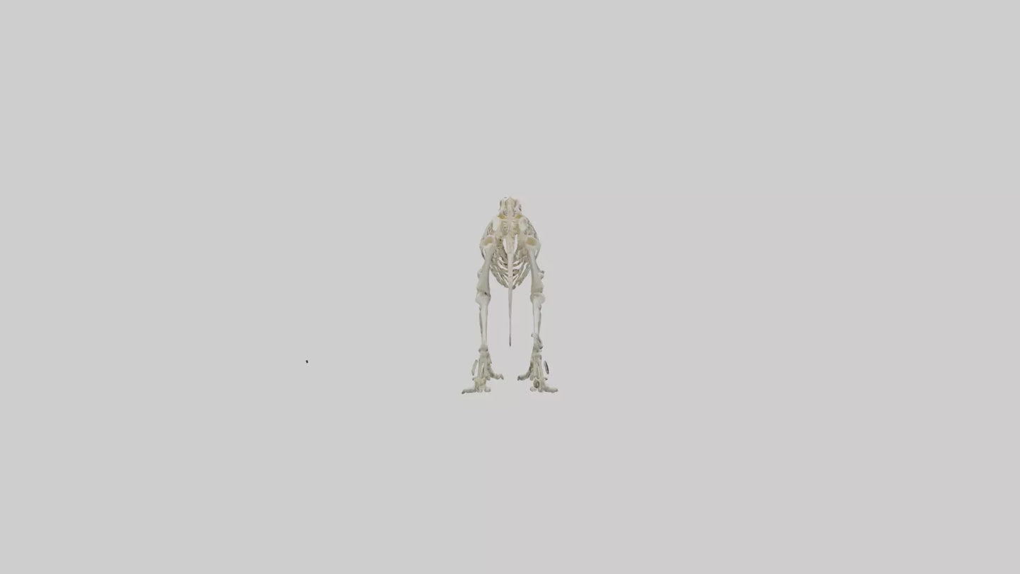 3D model Hypsilophodon Skeleton model VR / AR / low-poly