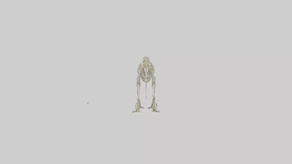 3D model Hypsilophodon Skeleton model VR / AR / low-poly