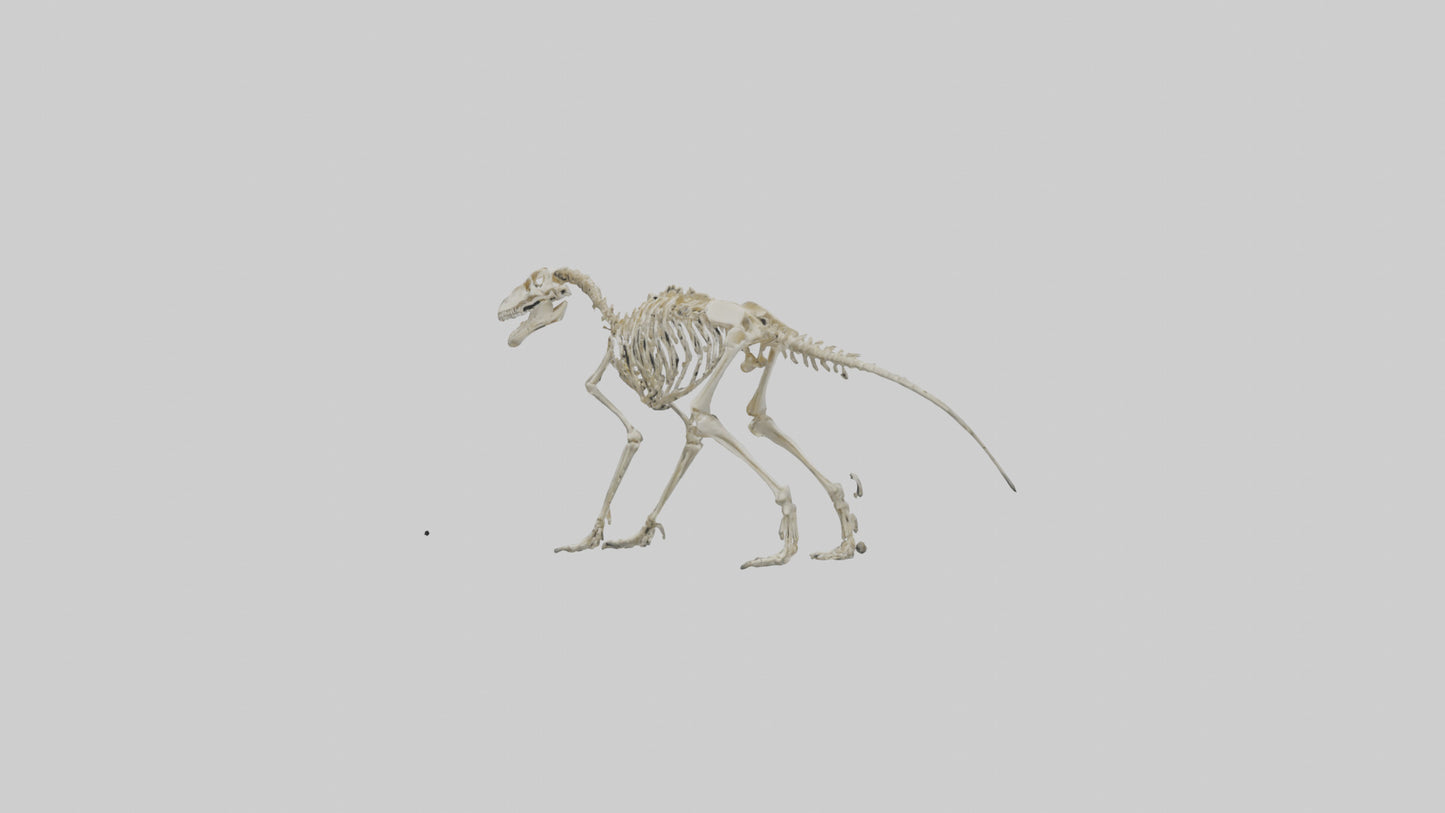 3D model Hypsilophodon Skeleton model VR / AR / low-poly