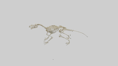 3D model Hypsilophodon Skeleton model VR / AR / low-poly