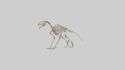 3D model Hypsilophodon Skeleton model VR / AR / low-poly