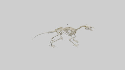 3D model Hypsilophodon Skeleton model VR / AR / low-poly