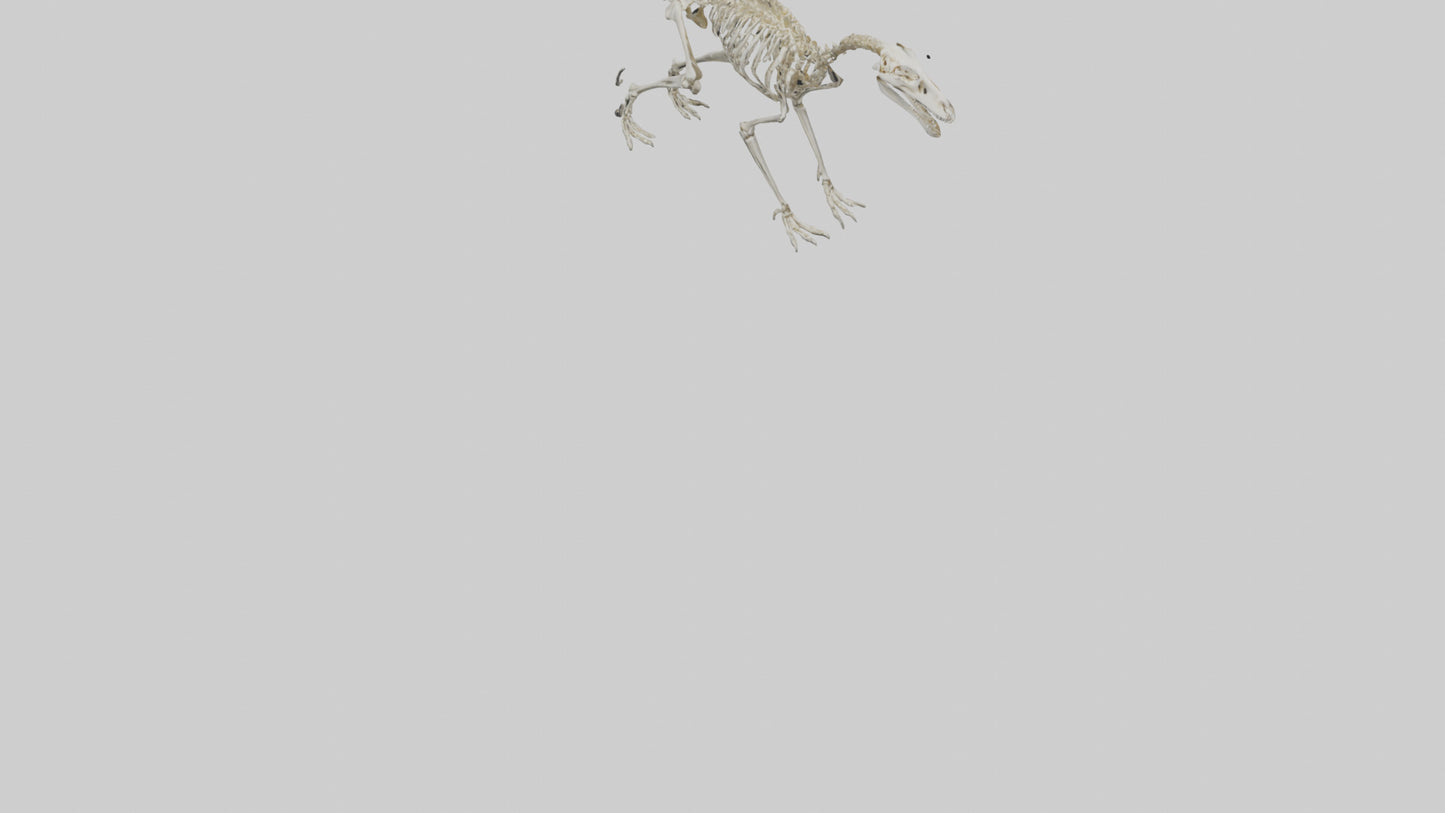 3D model Hypsilophodon Skeleton model VR / AR / low-poly