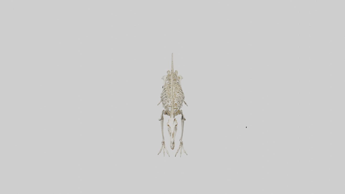 3D model Hypsilophodon Skeleton model VR / AR / low-poly