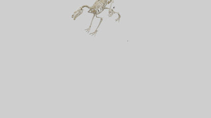 3D model Hypsilophodon Skeleton model VR / AR / low-poly