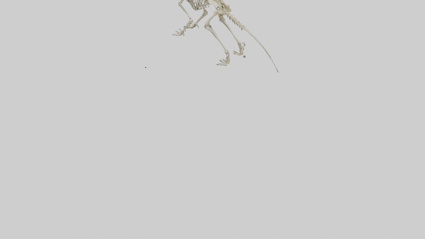 3D model Hypsilophodon Skeleton model VR / AR / low-poly