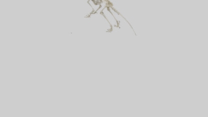 3D model Hypsilophodon Skeleton model VR / AR / low-poly