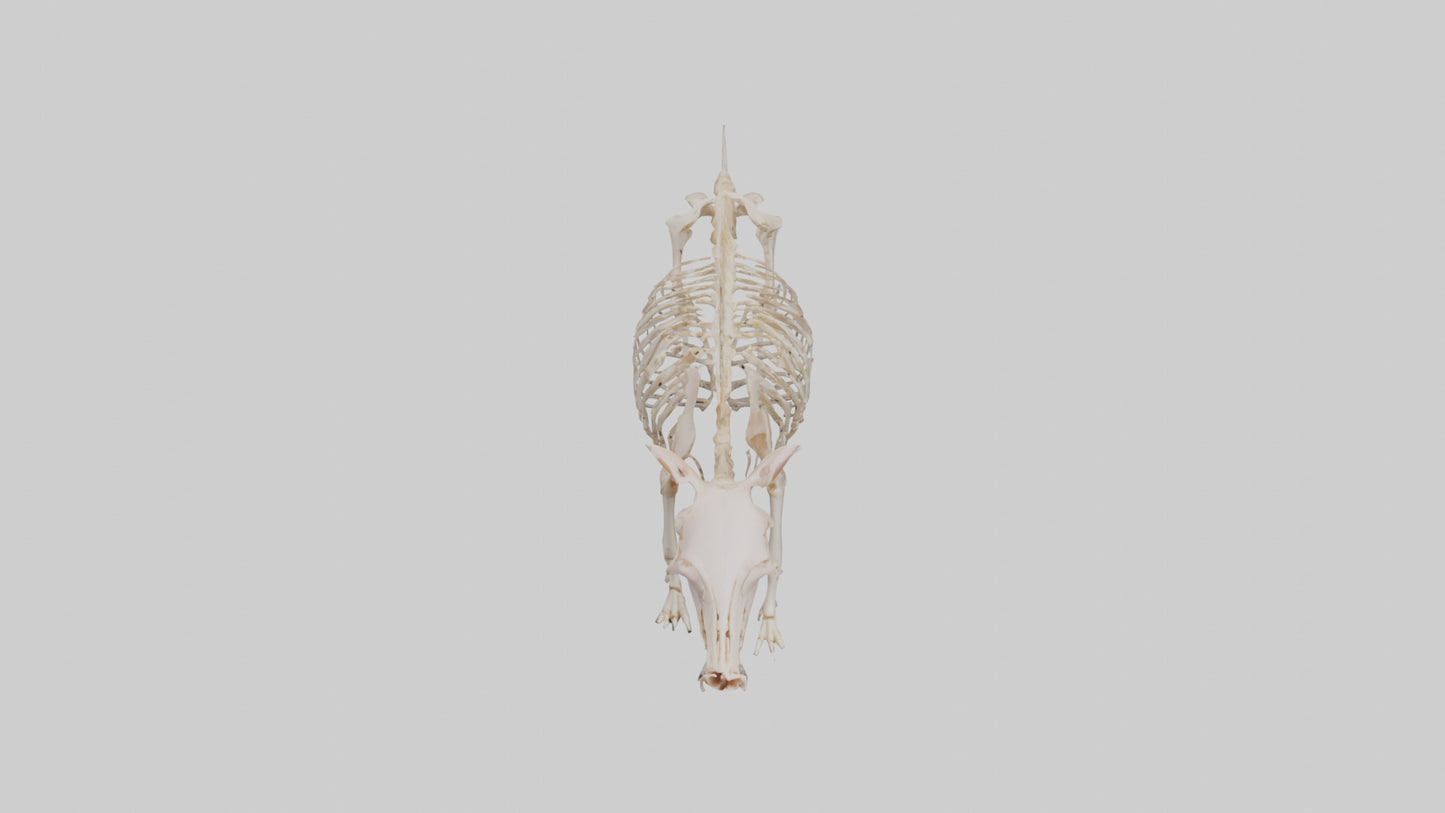 3D model ig Skeleton model VR / AR / low-poly