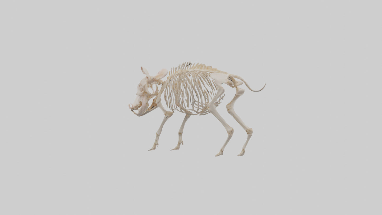 3D model ig Skeleton model VR / AR / low-poly